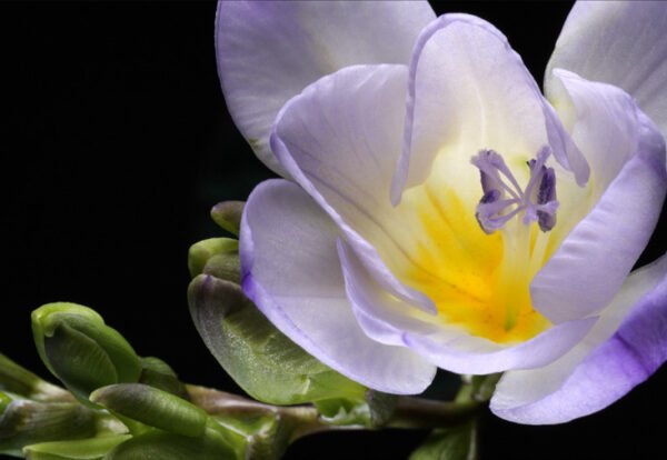 Freesias-close-up-900